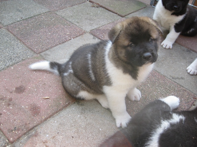 Puppies